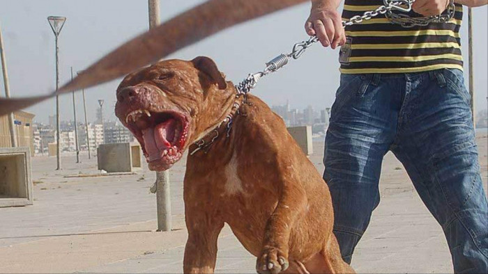 7 Of The Horrifying Cases When Dogs killed People