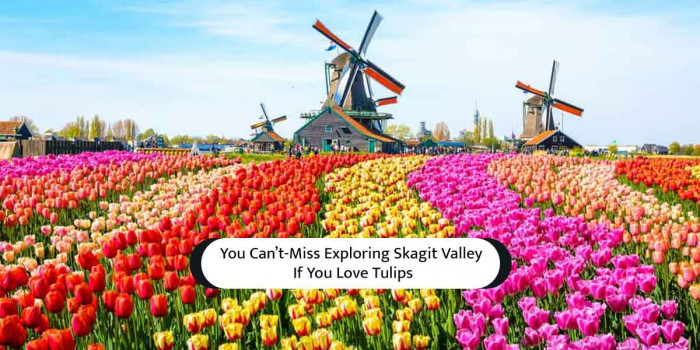 8 Must-Visit Places to Explore in the Vivid Skagit Valley During Your Spring Break