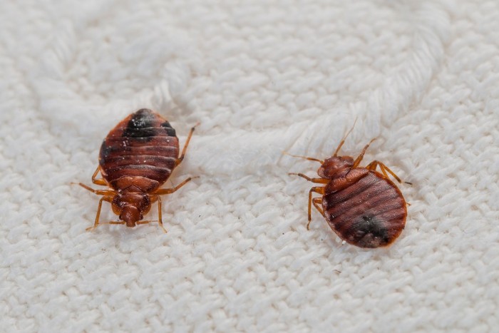 8 Ways To Detect Bed Bugs At Your Home