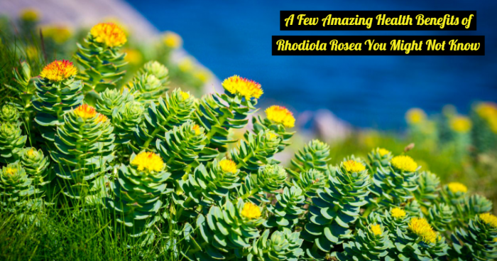 9 Incredible Health Benefits of Rhodiola Rosea That Would Make You Find About it More