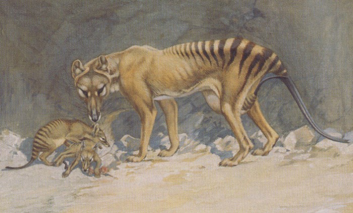 9 Lesser Known Facts About Thylacine A.k.a Tasmanian Wolf