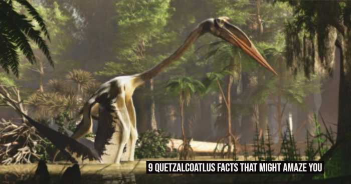 9 Quetzalcoatlus Facts That Might Amaze You