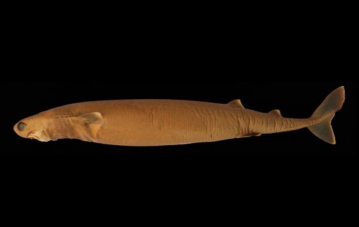 A Cookie Cutter Shark No Less Than A Nightmare