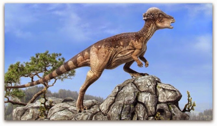 A Quick Look At The Exceptional Breed of The Dinosaur - Pachycephalosaurus