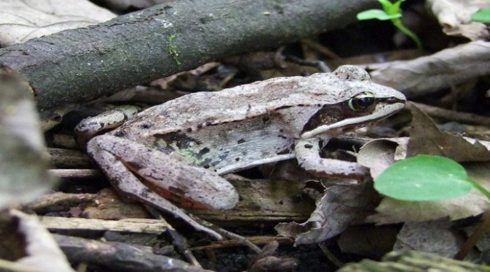 Alaskan Wood Frog: The Miraculous Creature That's Dead in Winter & Alive in Spring