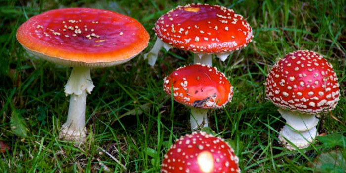 All You Need To Know About The Magic Mushrooms