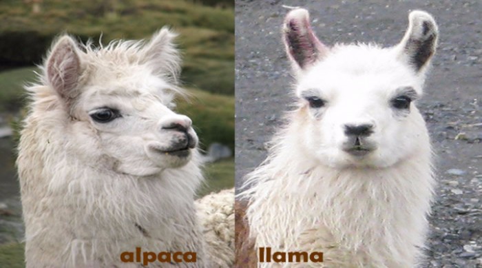 Alpaca Vs Llama - 8 Major Differences Revealed