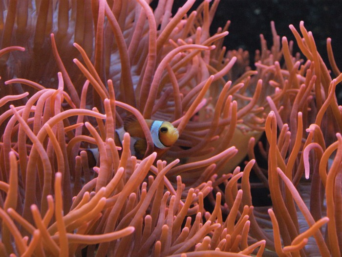 Are These Beautiful Sea Anemones Plants Or Animals?