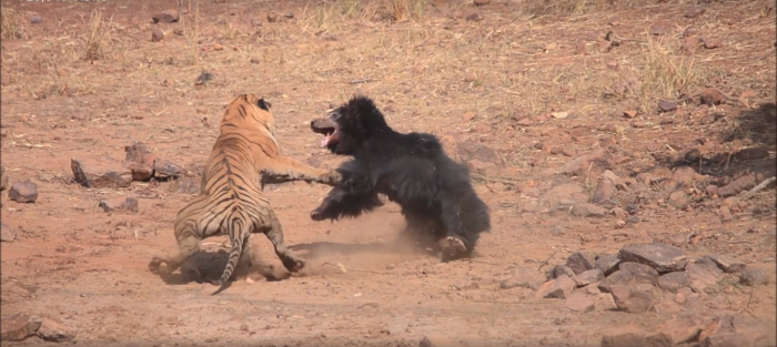 Battle Of Survival Gets Real When A Territorial Tiger Attacks On A Bear For Water