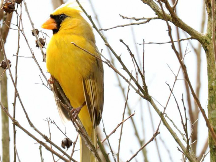 Beautiful It Is! You Can't-Miss This Yellow Cardinal Picture In Alabama Woman’s Backyard