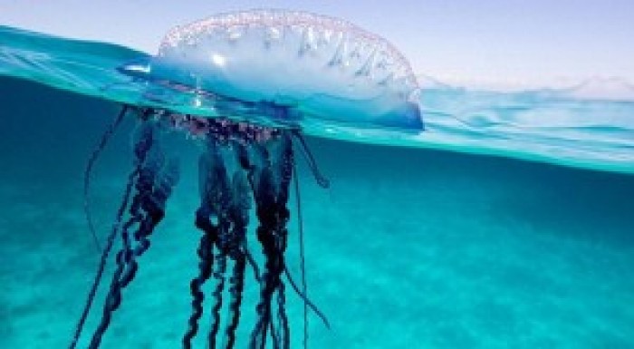 Beautiful Portuguese Man’o’War And its Dangerous Exploits.