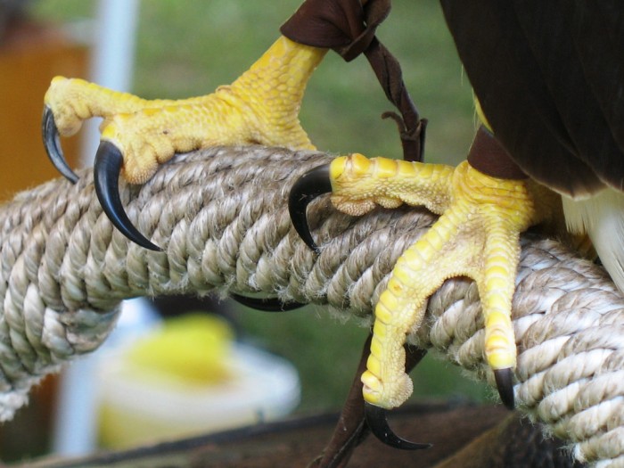 Bird Talons: Why is it Useful for Birds of Prey?
