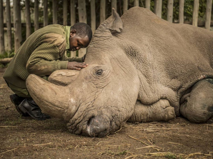 Brave African Heroes Who Protect ‘Threatened’ Northern White Rhinos