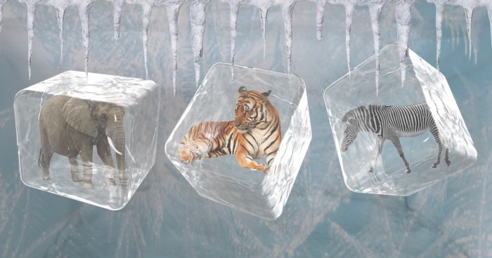 Can Frozen Zoo Bring Back Life In Extinct Animals? 