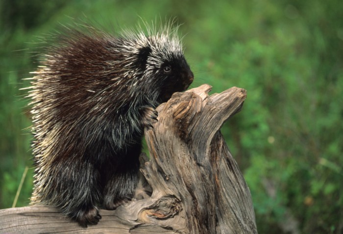 Can Porcupines Shoot Their Quills?