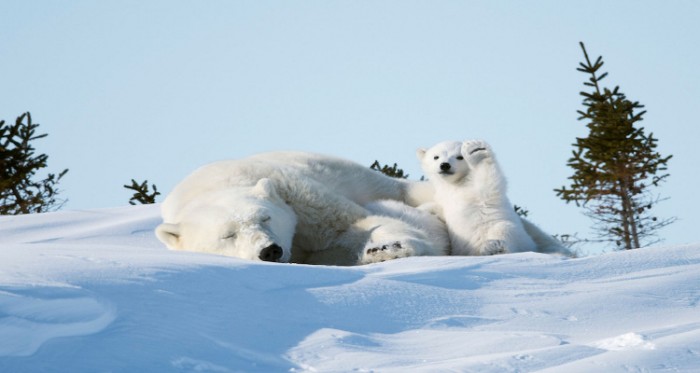 Compilation Of Wild Animals Antics That Will Make You Feel Love For Them