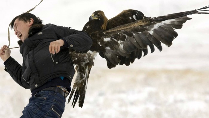 Do Hawks Attack Humans?