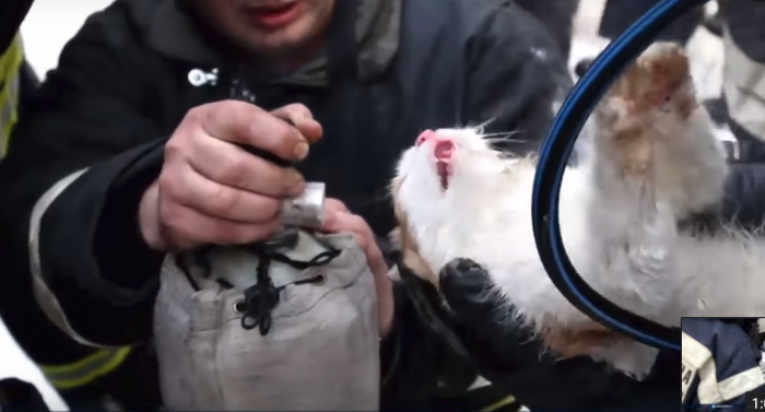 Dying Cat Saved By A Fireman’s Miraculous CPR Attempt