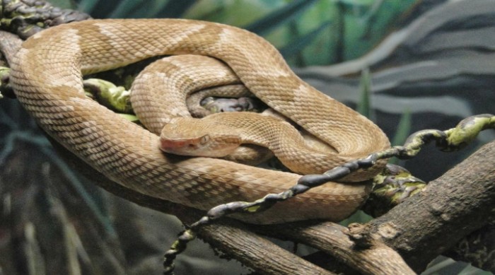 Golden Lancehead Viper | One Of The Most Dangerous Snakes From Brazil