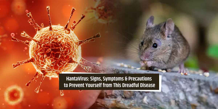 HantaVirus: A Fatal Disease That Isn’t as Infectious as COVID-19