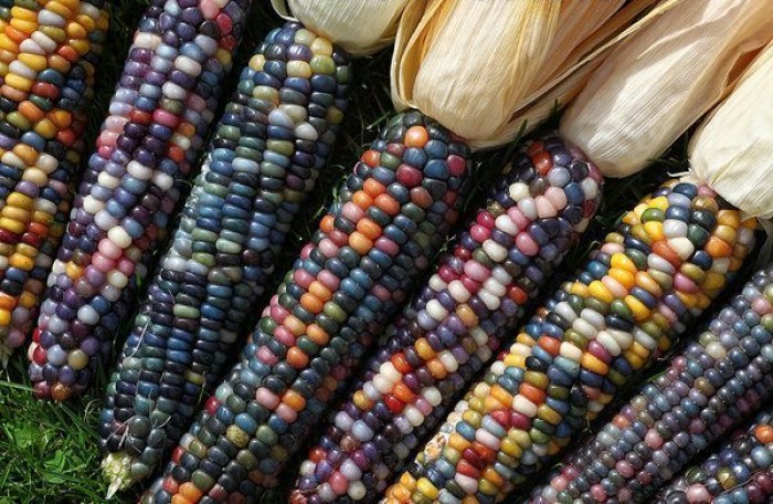 Have You Seen These Multicolored Edible Corns?