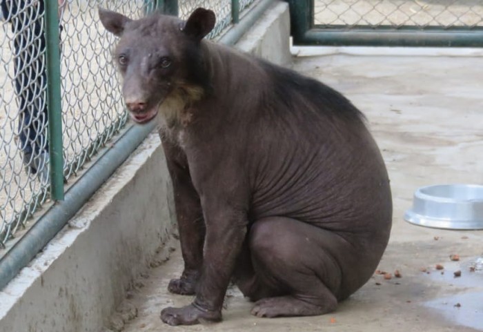 Heartbreaking Reality Behind The Fun Of Circus Animals