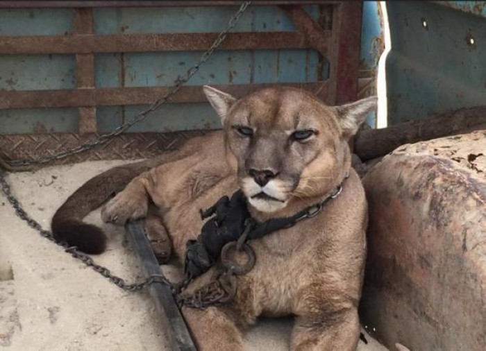 Heartbreaking Story Of A Lion Caged In 20 Years of Circus Cruelty