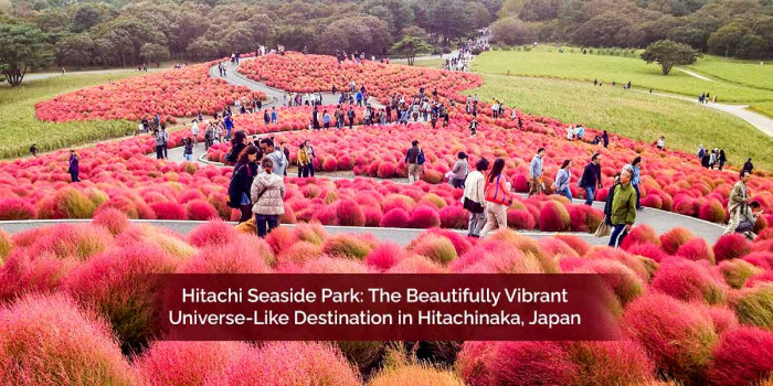 Hitachi Seaside Park: The Blooming Colorful Universe in the Ibaraki Prefecture of Japan