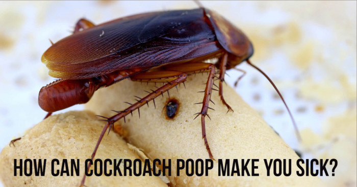 How Can Cockroach Poop Make You Sick?