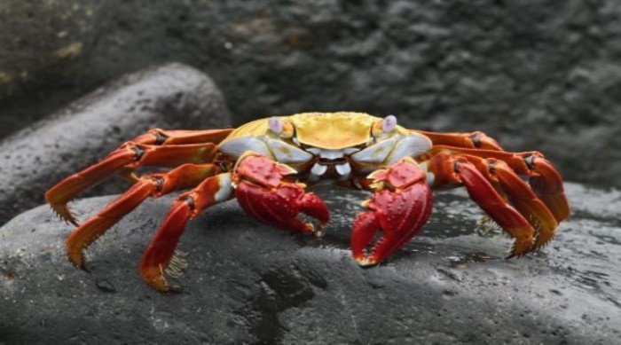 How Do Crabs Breathe Inside & Outside Water?