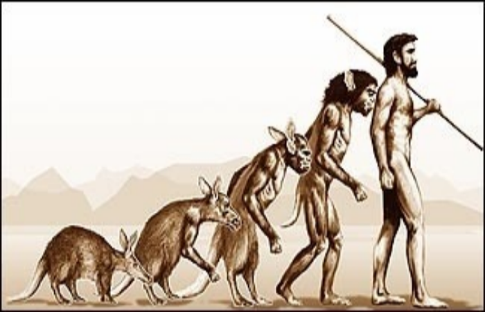 How Humans Lost Their Tale (Twice) In The Process Of Evolution?