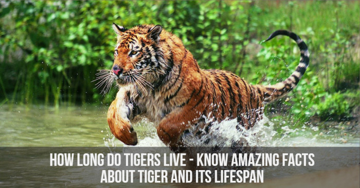 How Long Do Tigers Live - Know Amazing Facts About Tiger And Its Lifespan