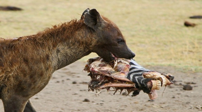 Hyena’s Lethal Bite Force And Where Does It Come From
