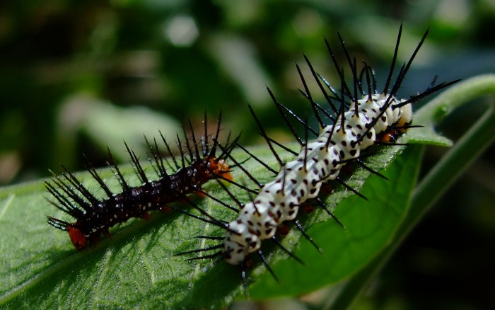 10 Interesting But Strange Caterpillar Facts