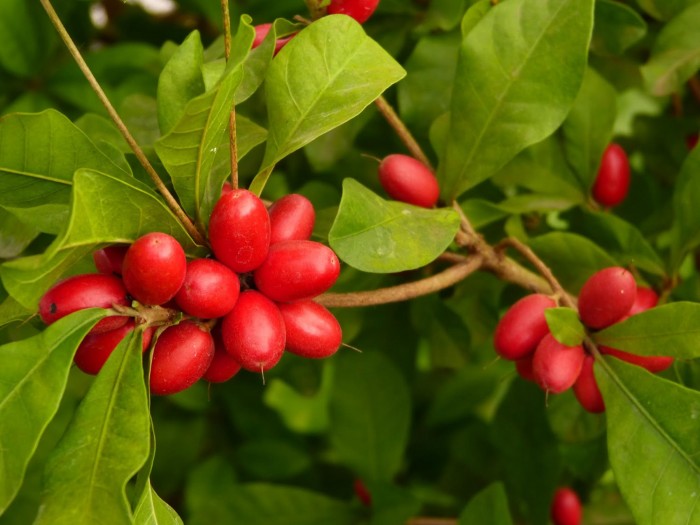 Miracle Fruit: A Berry Which Will Change Your Taste Buds