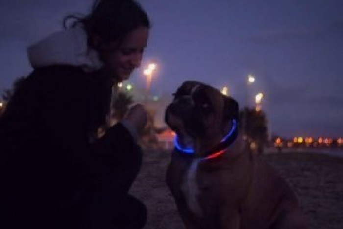 Monitor your dog’s activity and safety with Buddy collar