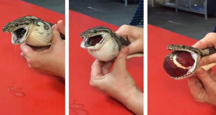 OMG! 5 Foot long Snake Swallowed A Tennis Ball…Read What Happen Next