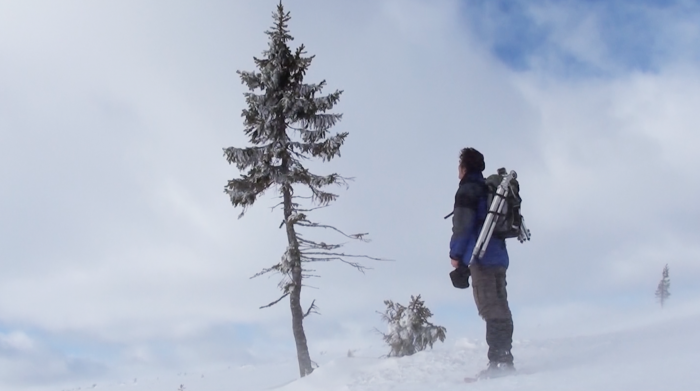 Old Tjikko: A Clonal Tree That is as Old as Woolly Mammoth