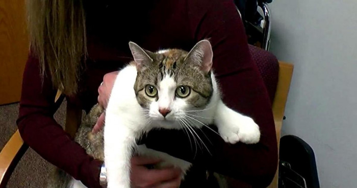 ‘Paws’ The Cat Broke A World Record Just Like Humans