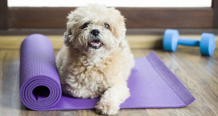 Pet Workout Session That Will Give You Some Serious Fitness Goals - Video