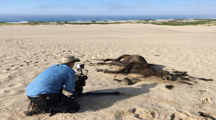 Sable Island, Canada Offers Much More Than an Adventurous Experience