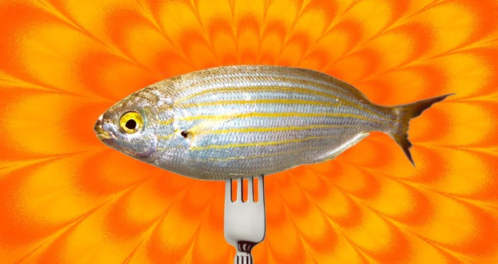 Salema Porgy : A Fish That Causes 36 Hour Long Hallucinations