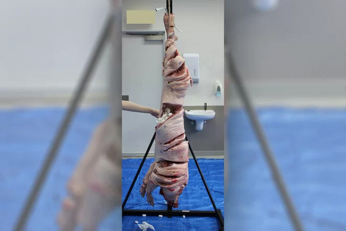 Scientists Experimented On Pig Carcasses To Identify Cut Marks On Both Machetes And Japanese Samurai Swords