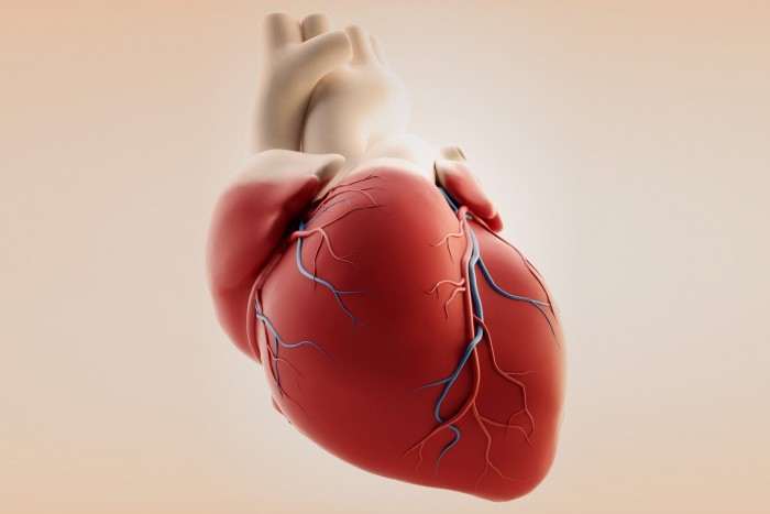 Scientists Grow Human Heart Using Stem Cells