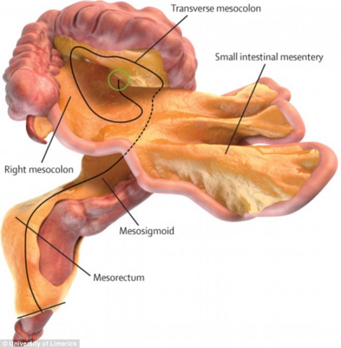 Scientists Have Identified A Brand New Organ In Human Body