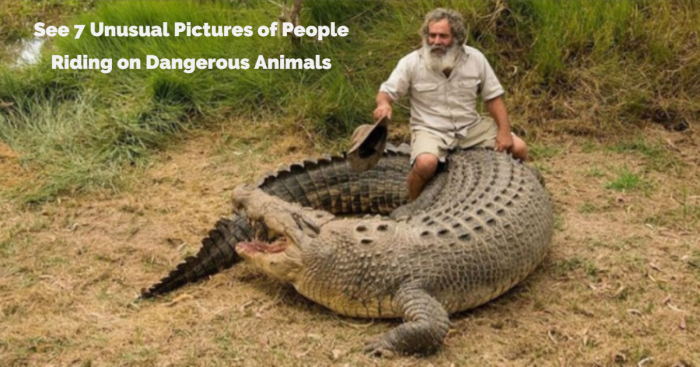 See 7 Unusual Pictures of People Riding on Dangerous Animals