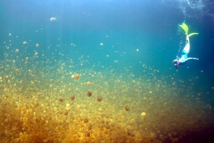 Take a Dive Into the Isolated Palau Lake Teeming With Jellyfish
