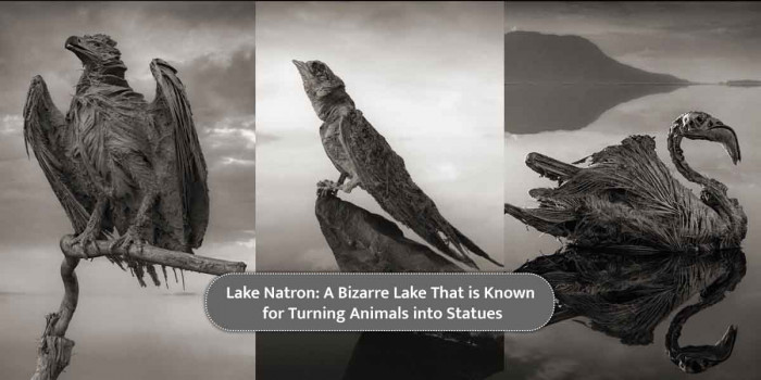 Tanzania’s Lake Natron is an Unusually Beautiful Sight to Behold