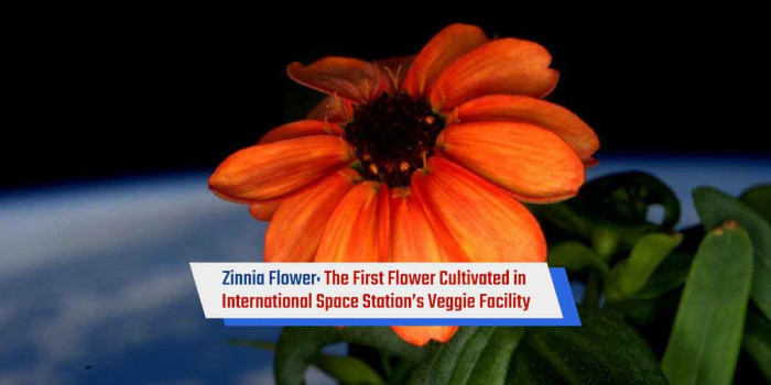 The First Flower That Bloomed in Micro-Gravity ‘Zinnia’ is Edible