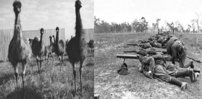 The Great Australian Emu War of 1932 was Against Flightless Birds